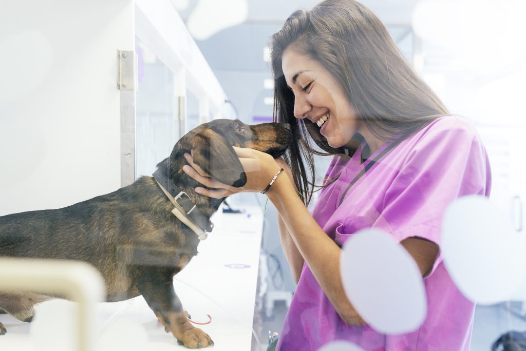 Veterinarian doctor hugging a beautiful dog. Veterinary Concept.