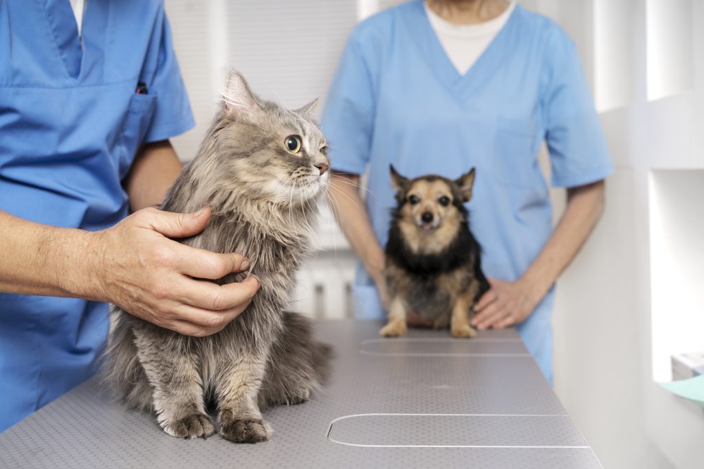 vétérinaire avec un chat en premier plan, et un chien.