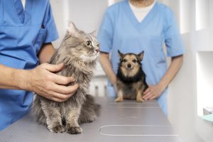 vétérinaire avec un chat en premier plan, et un chien.