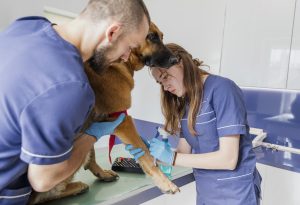 vétérinaire auscultant un chien